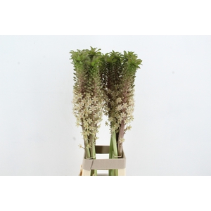 EUCOMIS BRONZE XL