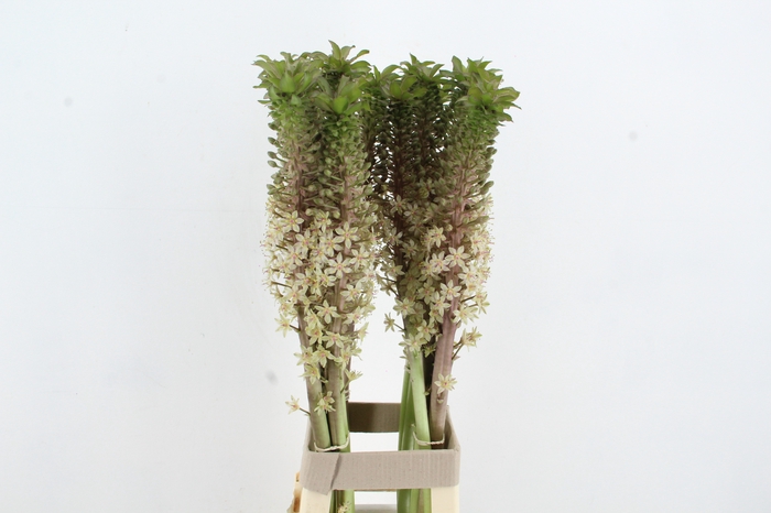 <h4>EUCOMIS BRONZE XL</h4>