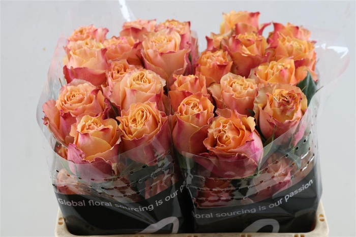 <h4>R Gr Carpe Diem</h4>