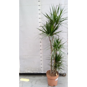Dracaena marg.