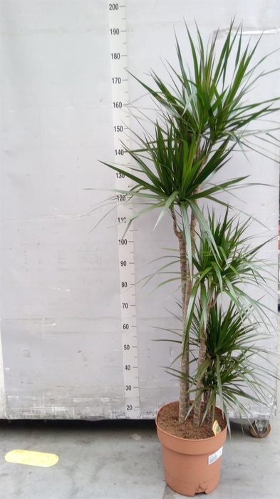 <h4>Dracaena marg.</h4>
