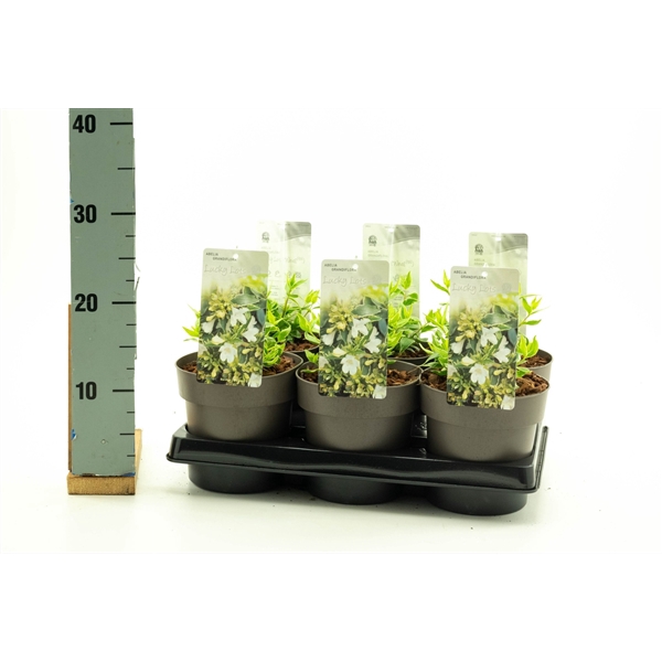 <h4>Abelia grand. 'Lucky Lots'</h4>