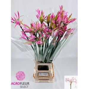 NE BO PINK WONDER