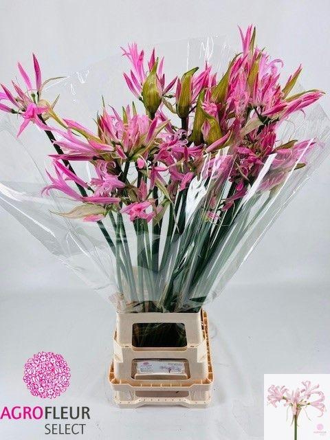 <h4>NE BO PINK WONDER</h4>