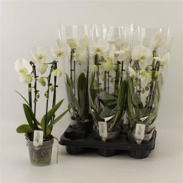 <h4>PHAL EL CASCADE</h4>