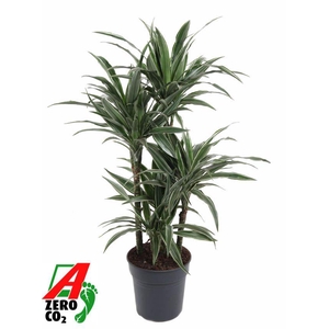 Dracaena Warneckei 60-carrousel
