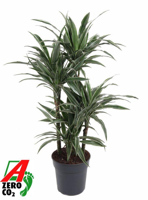 <h4>Dracaena Warneckei 60-carrousel</h4>