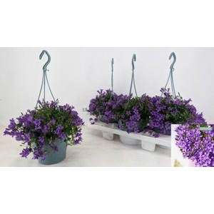 CAMP POR AMBE PURPLE