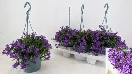 <h4>CAMP POR AMBE PURPLE</h4>