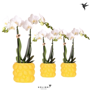 Kolibri Orchids Phalaenopsis white 2 spike in Citrus pot yellow