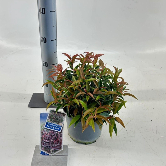 <h4>Leucothoe Burning Love</h4>