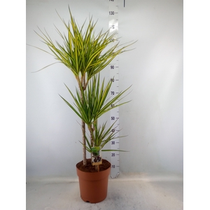 Dracaena marg. 'Sunray'