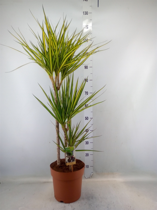 <h4>Dracaena marg. 'Sunray'</h4>