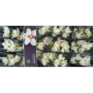 Cymbidium Snowcastle