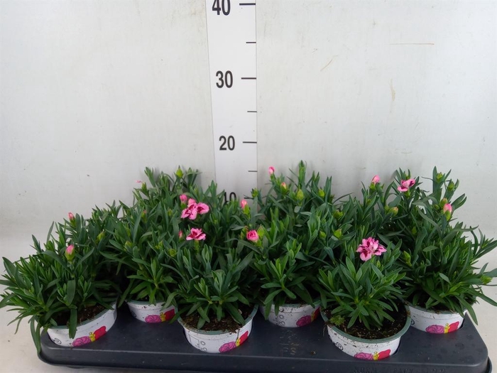 <h4>Dianthus  'Oscar Pink And Purple'</h4>