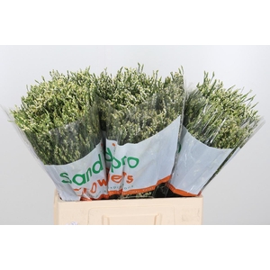 Lim Sin Cool Diamond