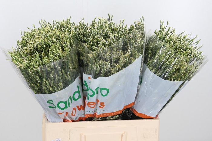 <h4>Lim Sin Cool Diamond</h4>