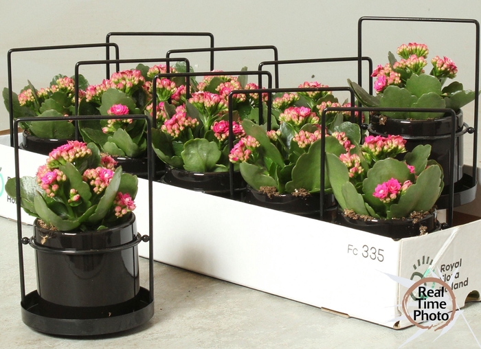 <h4>ARR KAMERPL</h4>