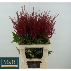 Astilbe Paul Gaarde