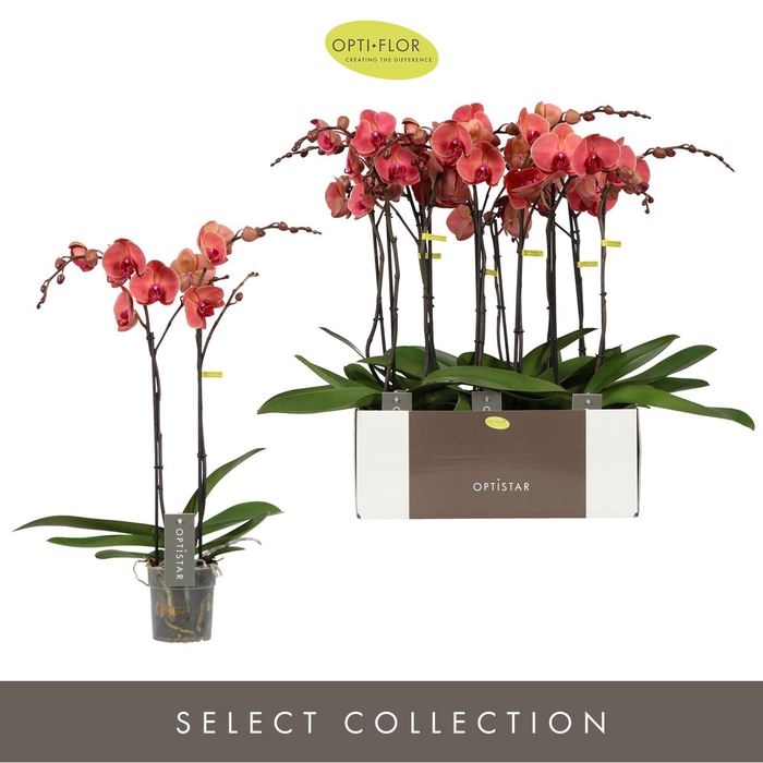 <h4>Phalaenopsis overig oranje (meerder</h4>