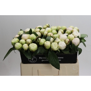 Paeonia Bowl Of Cream