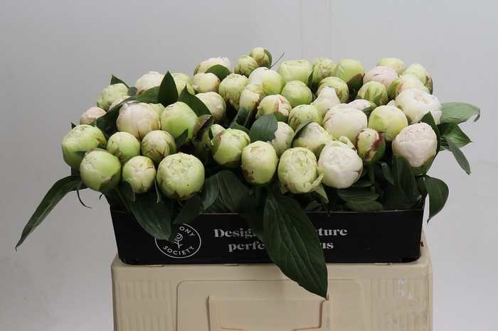 <h4>Paeonia Bowl Of Cream</h4>