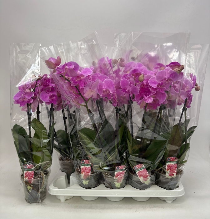 <h4>PHAL OV PAARS</h4>