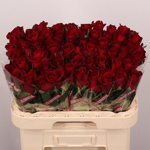R GR EVER RED