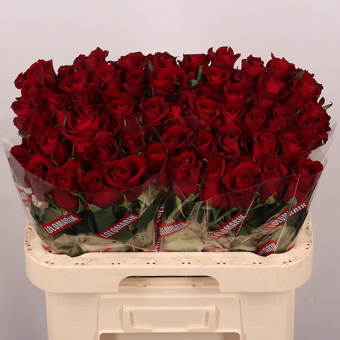 <h4>R GR EVER RED</h4>