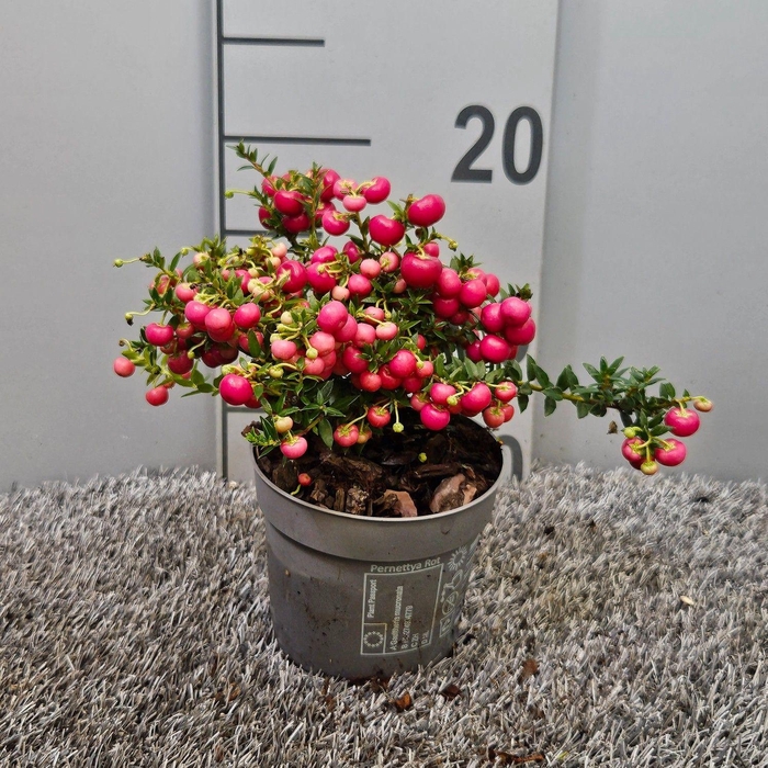 <h4>Pernettya rood Middel</h4>