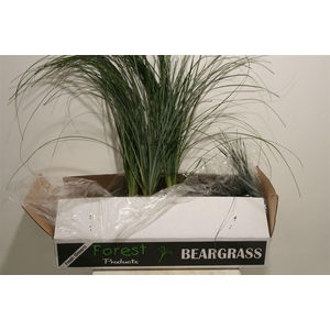 Berengras Wapiti