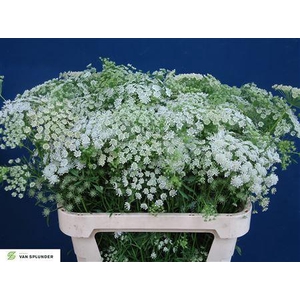 AMMI MAJUS