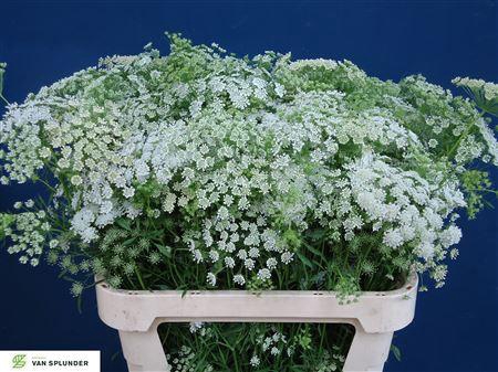 <h4>AMMI MAJUS</h4>