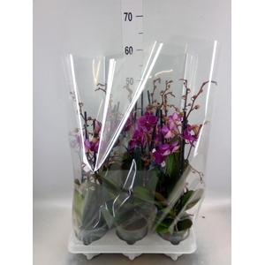 Phalaenopsis   ...mix