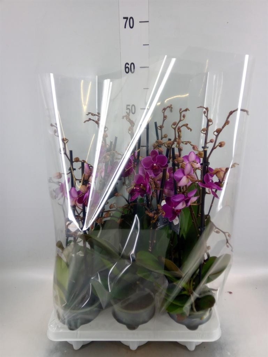 <h4>Phalaenopsis   ...mix</h4>
