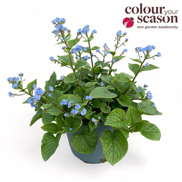 <h4>Brunnera macrophylla</h4>