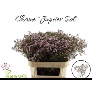CHAME UN JUPITER SOL