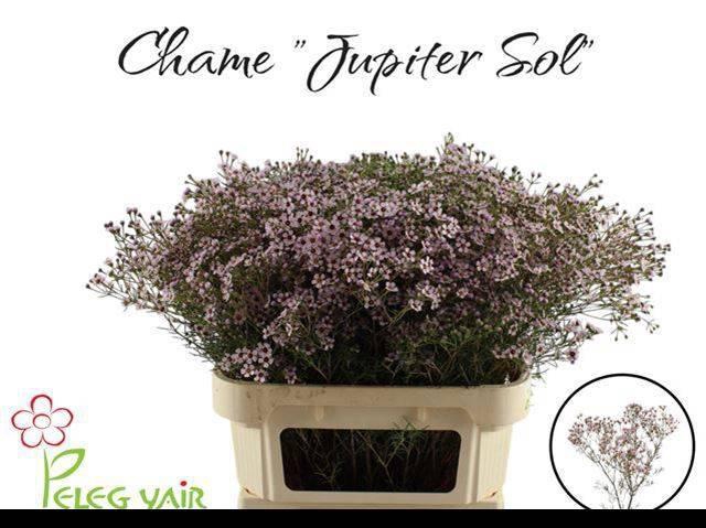 <h4>CHAME UN JUPITER SOL</h4>