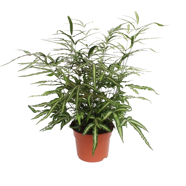 <h4>Pteris Cretica 'Albolineata' (Vleugelvaren)</h4>