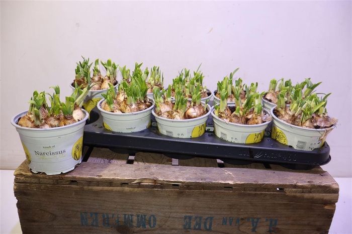 <h4>Narc O Tete A Tete</h4>