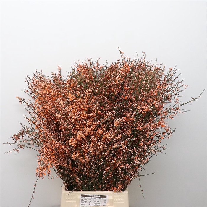 <h4>Ginster Orange P Bunch 400gram</h4>