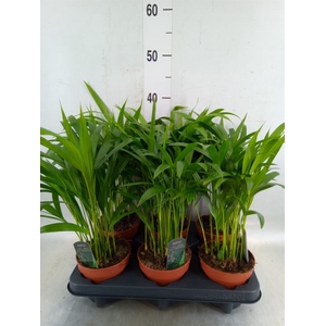 Dypsis lutescens   ...Chrysalidoca