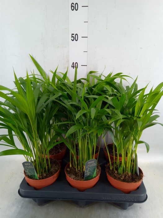 <h4>Dypsis lutescens   ...Chrysalidoca</h4>