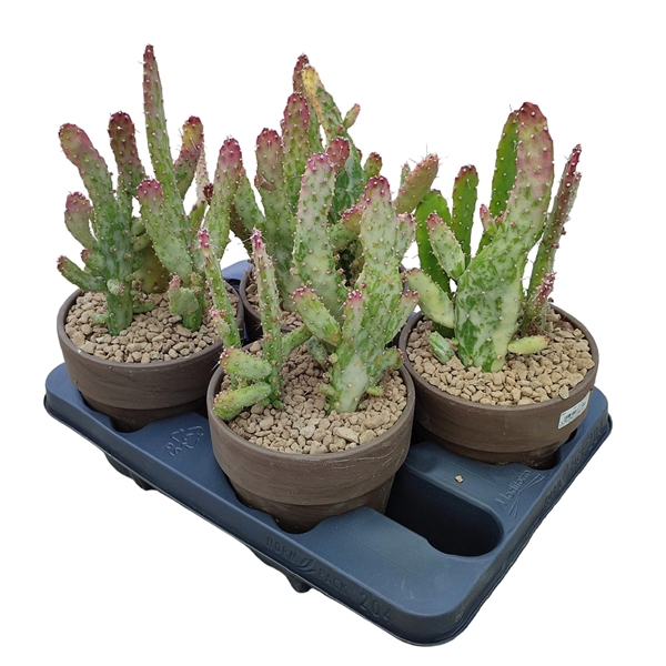 <h4>OPUNTIA MONACANTHA VARIEGATA IN TERRACOTTA POT Ø 15 - TRAY 4 PCS (CACTUS)</h4>