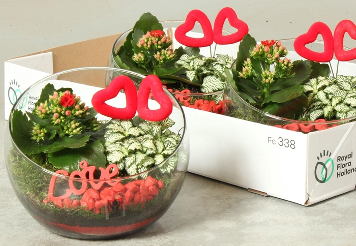 <h4>ARR KAMERPL</h4>