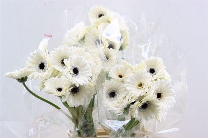 <h4>Ge Mi Lido Xxl</h4>