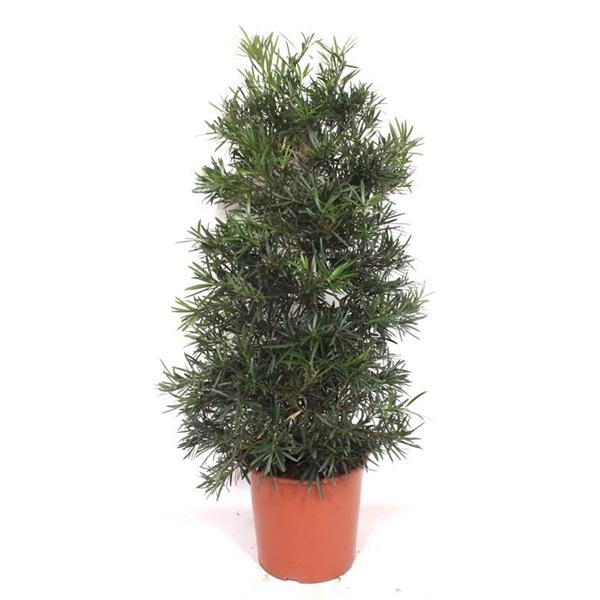 <h4>Podocarpus macrophylla</h4>