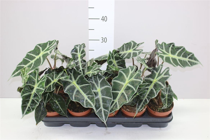 <h4>Alocasia Polly</h4>