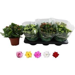 Kalanchoe BL Rosalina mix 5 colors 15Ø 27cm