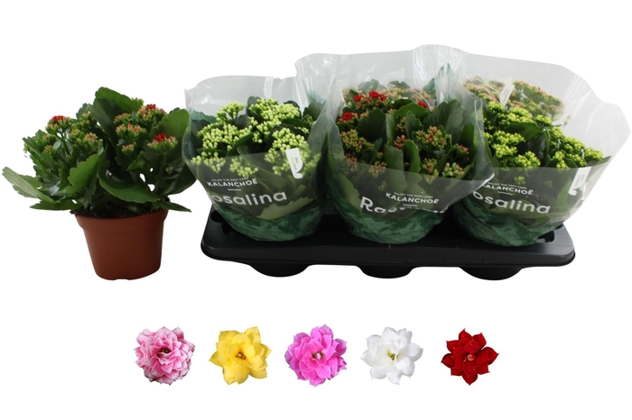 Kalanchoe BL Rosalina mix 5 colors 15Ø 27cm